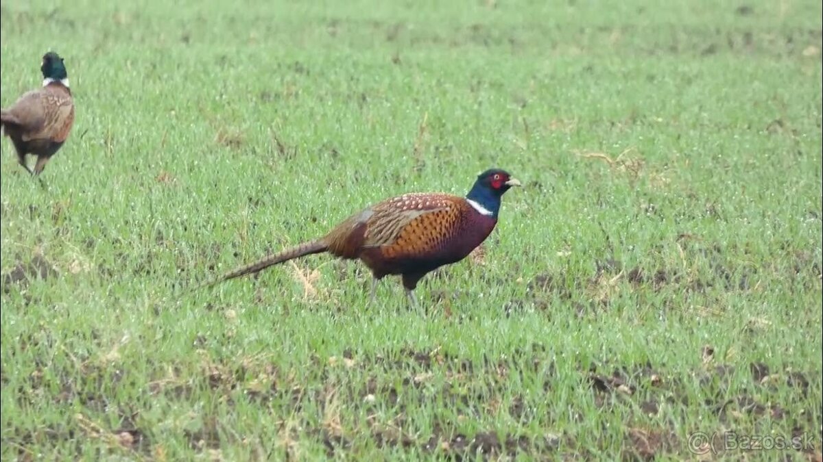 Bažant - Poľný
