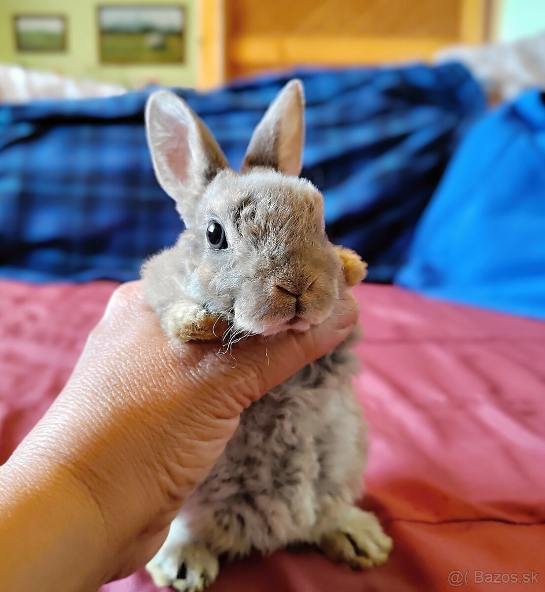Mini zakrslý králik rexík sivomodrý , mojkáč - sľúbený