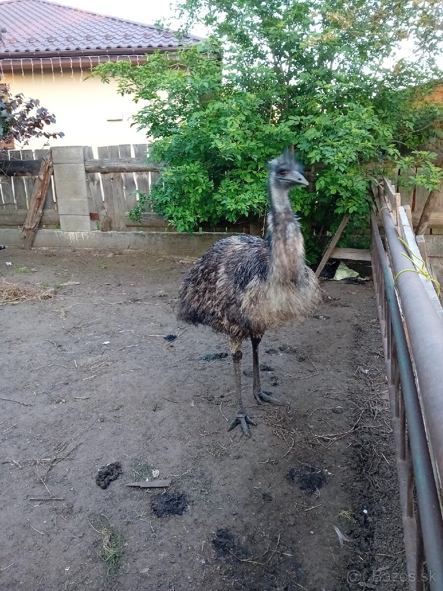 Predám pštrosa emu