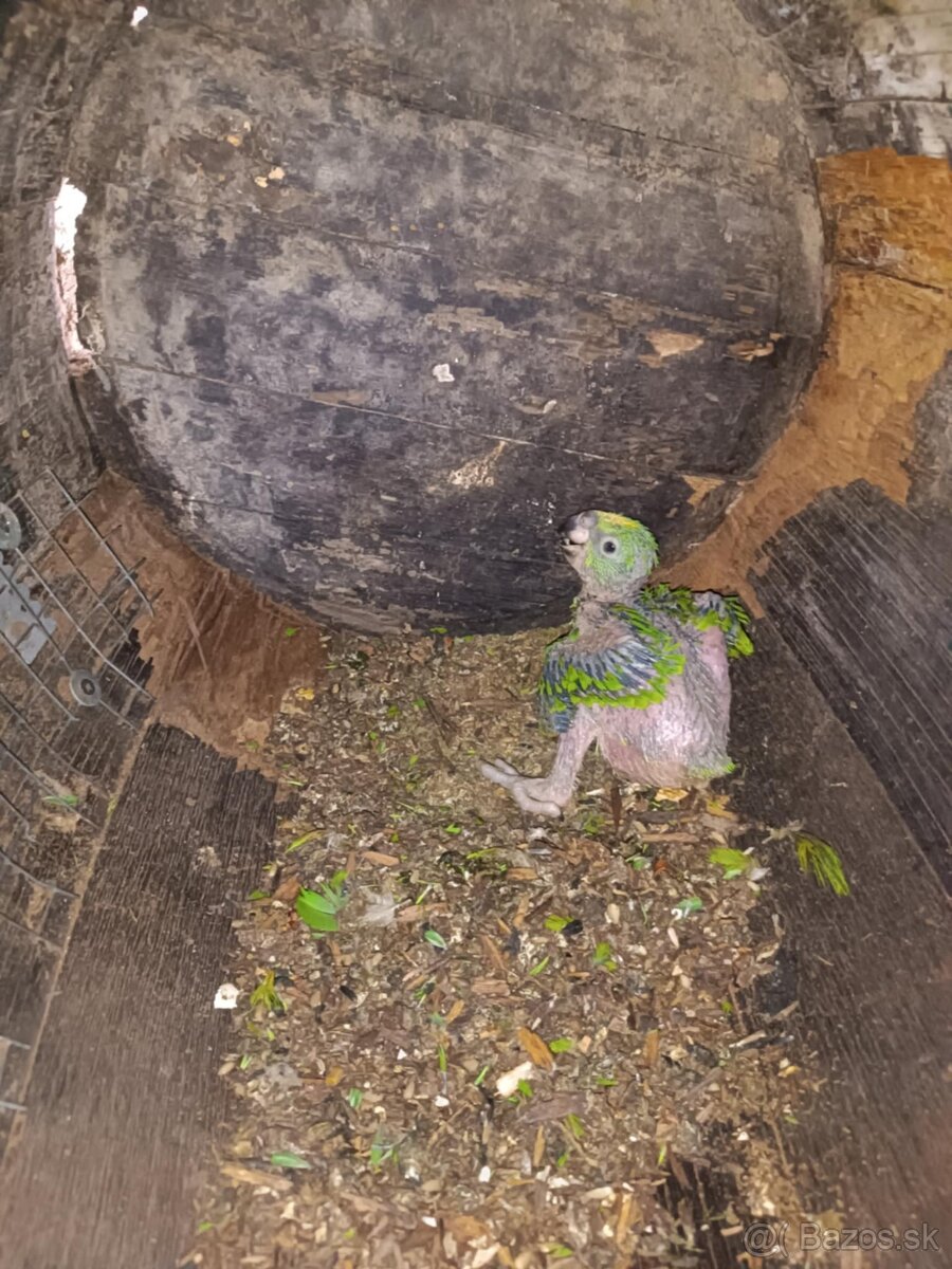 Amazon surinamský ochrocephala