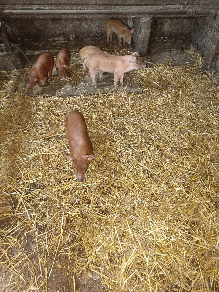 Kancek,kanec,duroc