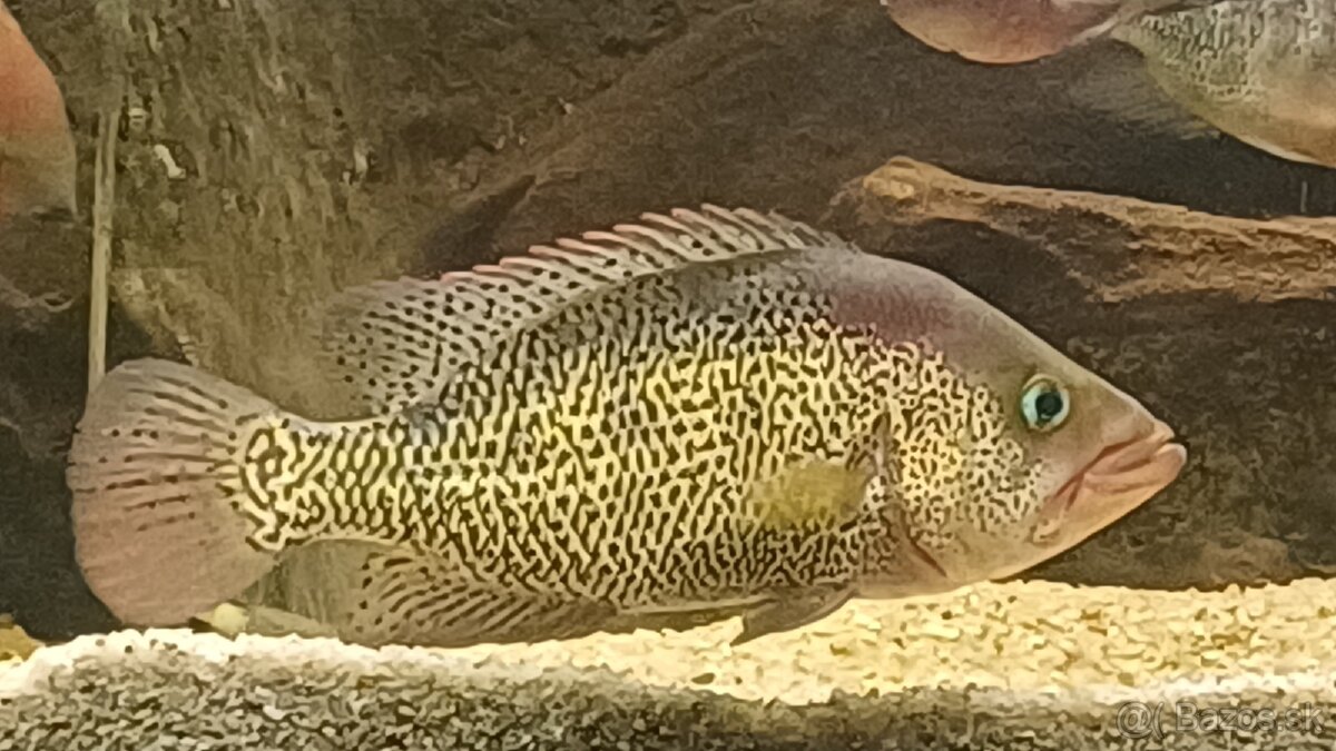 Americké cichlidy