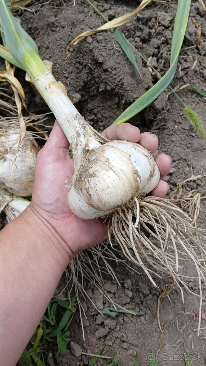 Sloni cesnak+ darček ku každej objednávke