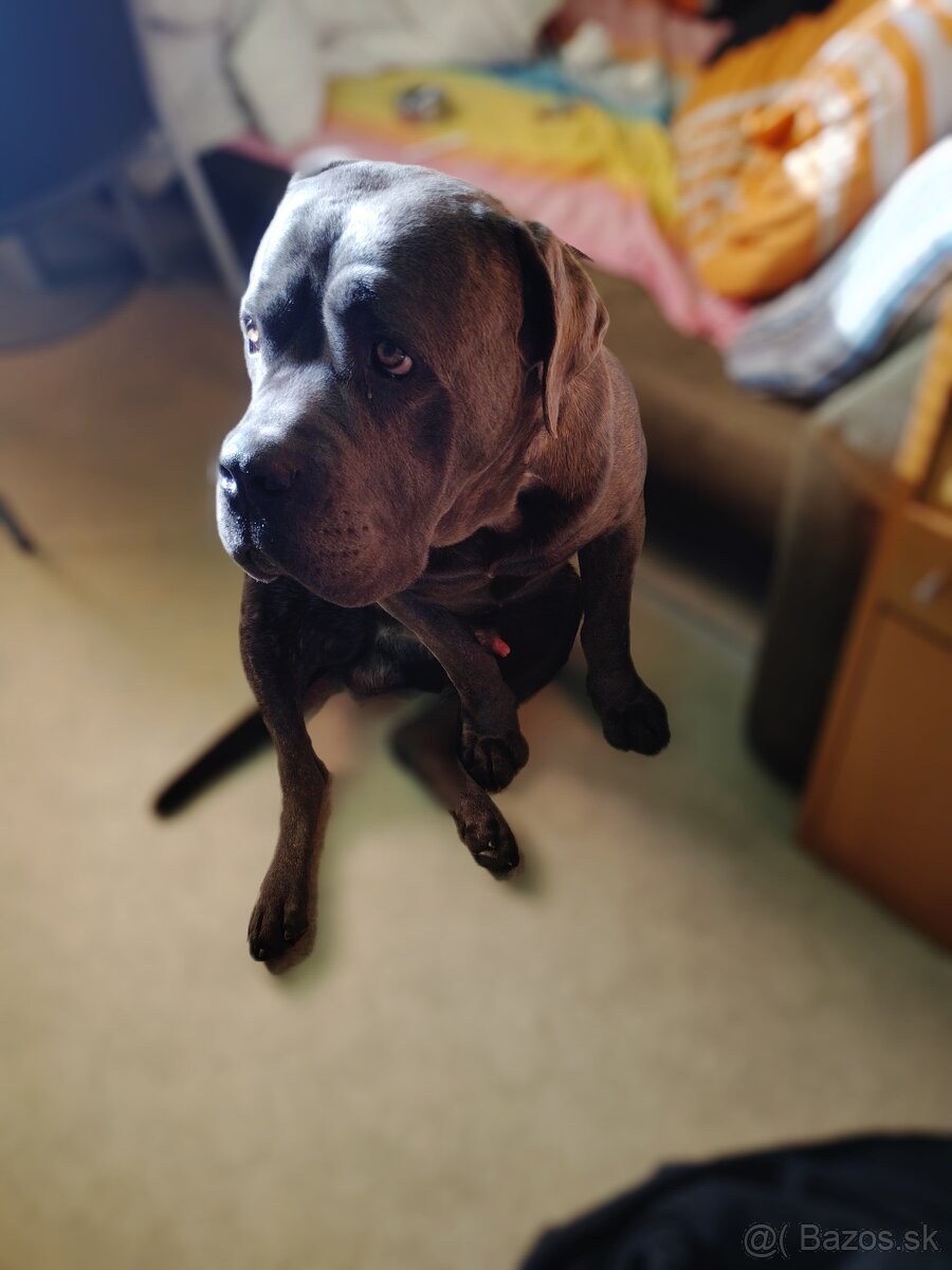 Darujem Cane Corso