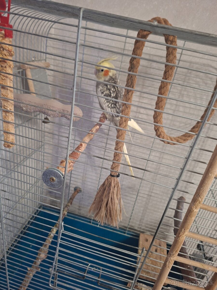 Ponukam krotku korelu