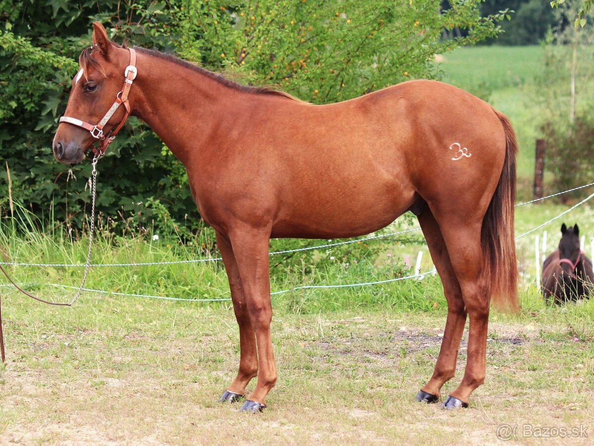 Na prodej: BR Walla Whiz Electric