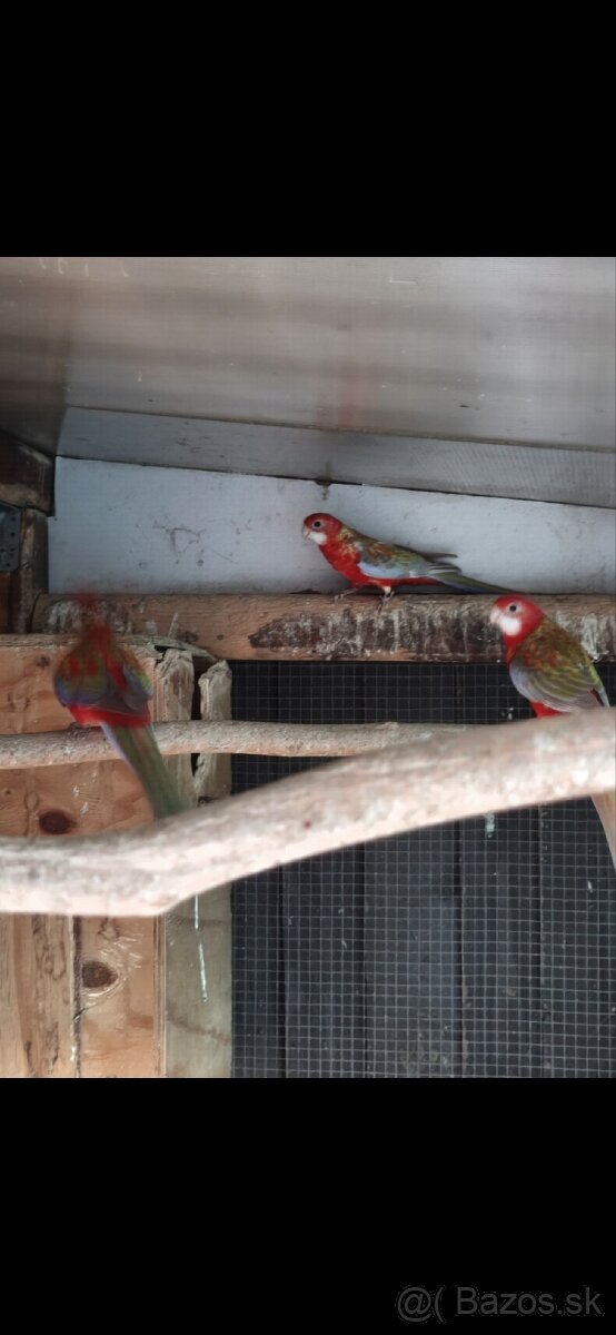 Kúpim samicu rozely