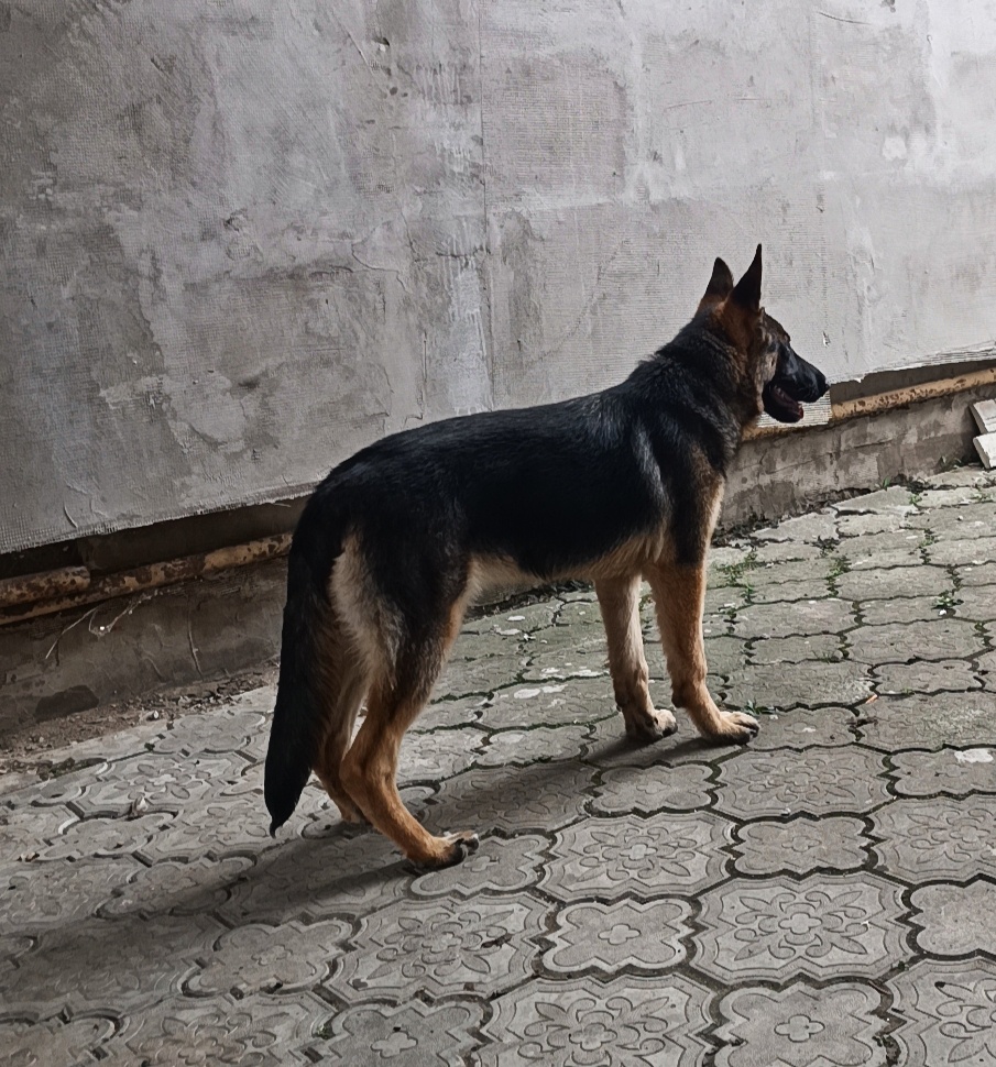 Nemecky ovčiak REX