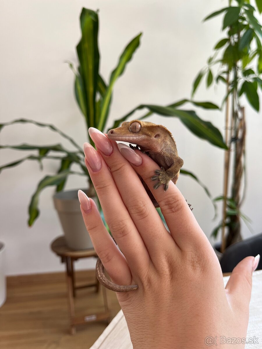 🦎 Predám pagekona riasnatého s teráriom