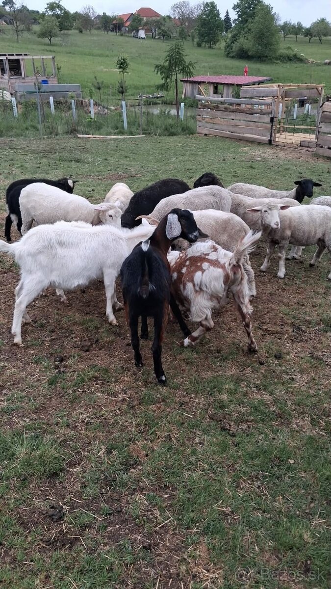 Predám ovce, kozy a jahnata plemeno Dorper