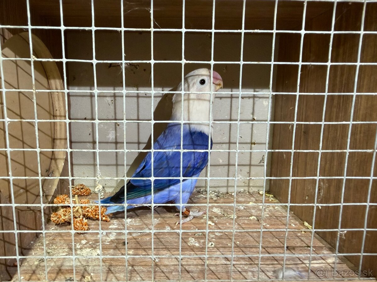 Agapornis fisher 0.1
