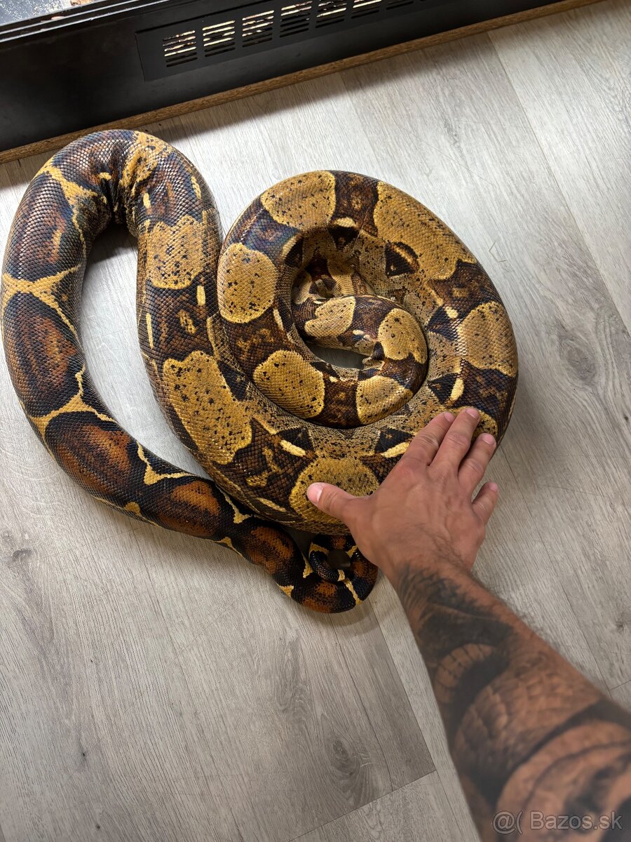 Boa constrictor 1.1