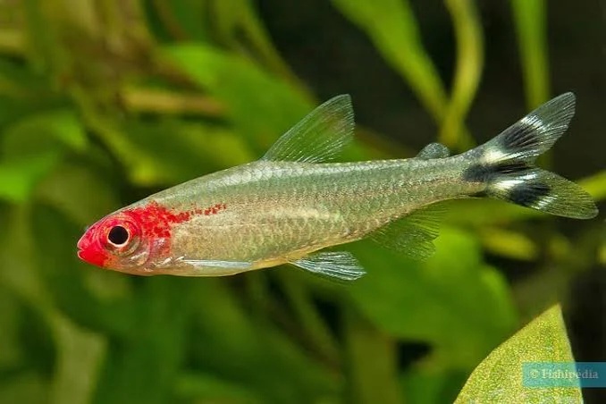 Tetra Bleherova - Hemigrammus bleheri
