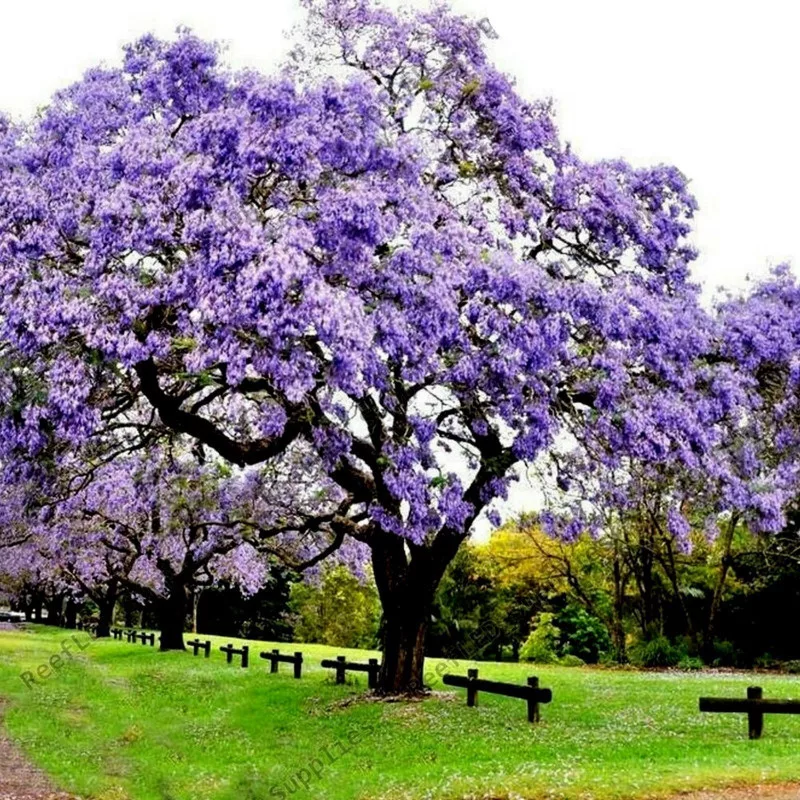 Sadenice Paulownia