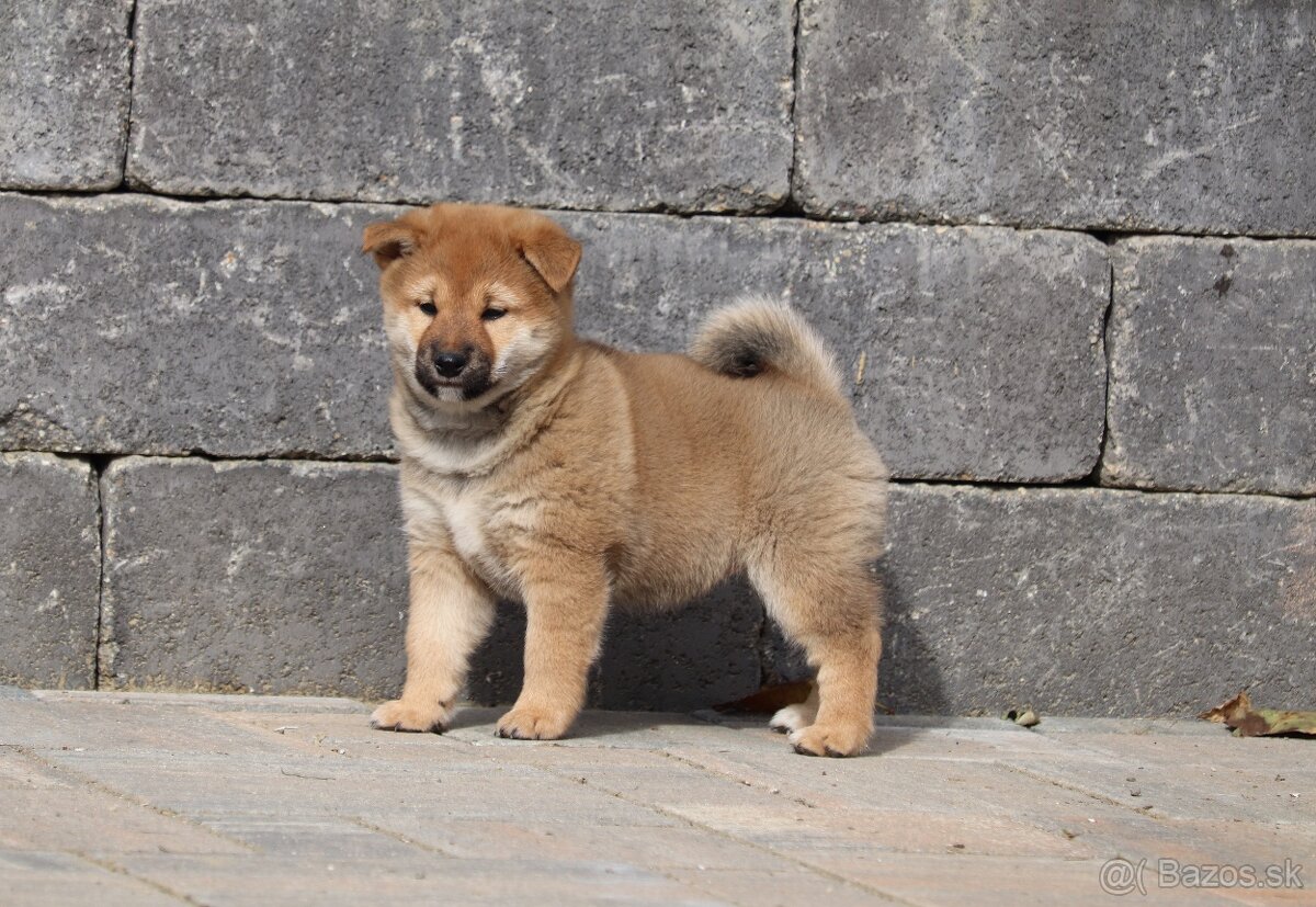 Shiba inu šteniatka s PP