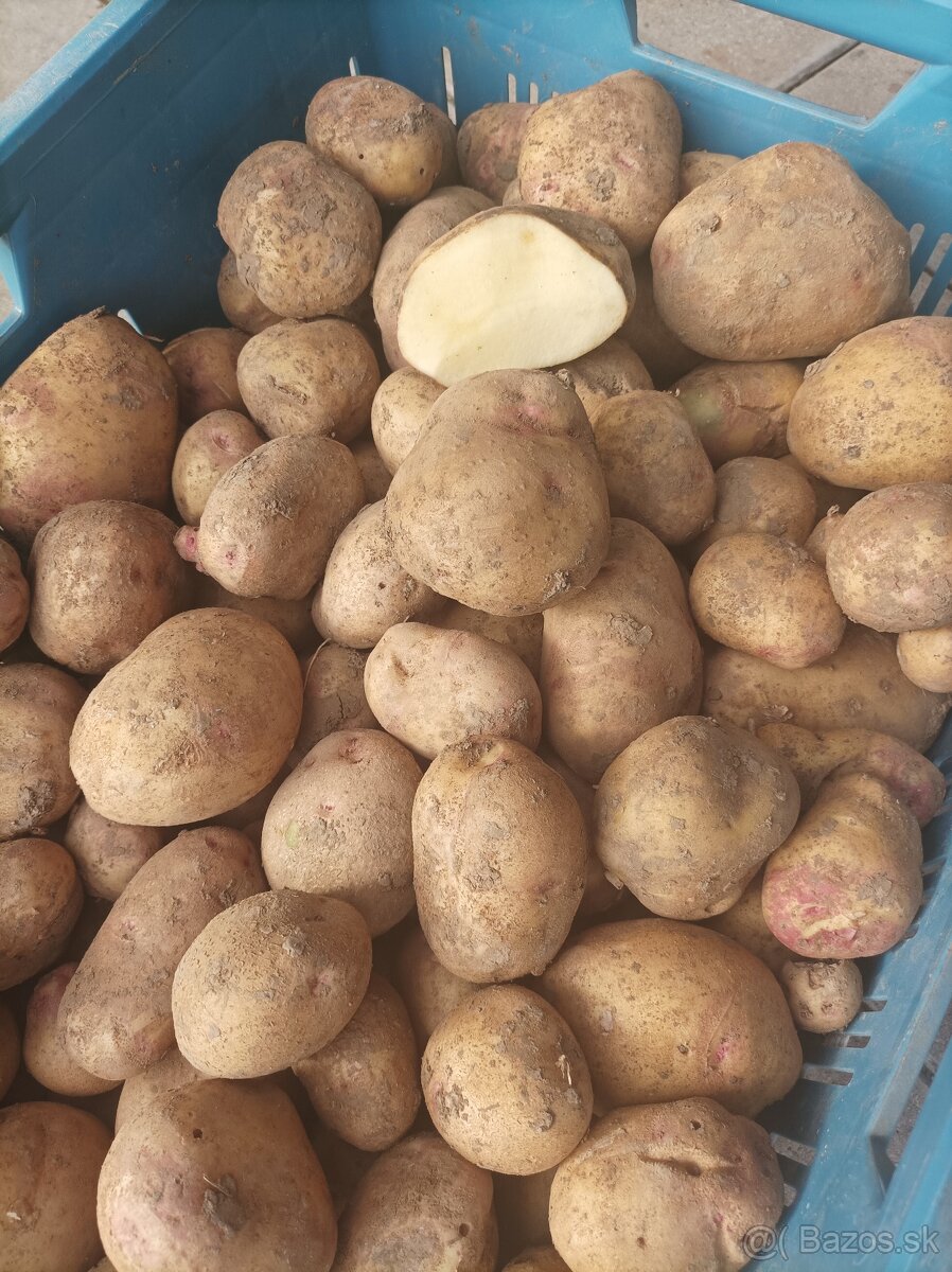 Zemiaky na uskladnenie