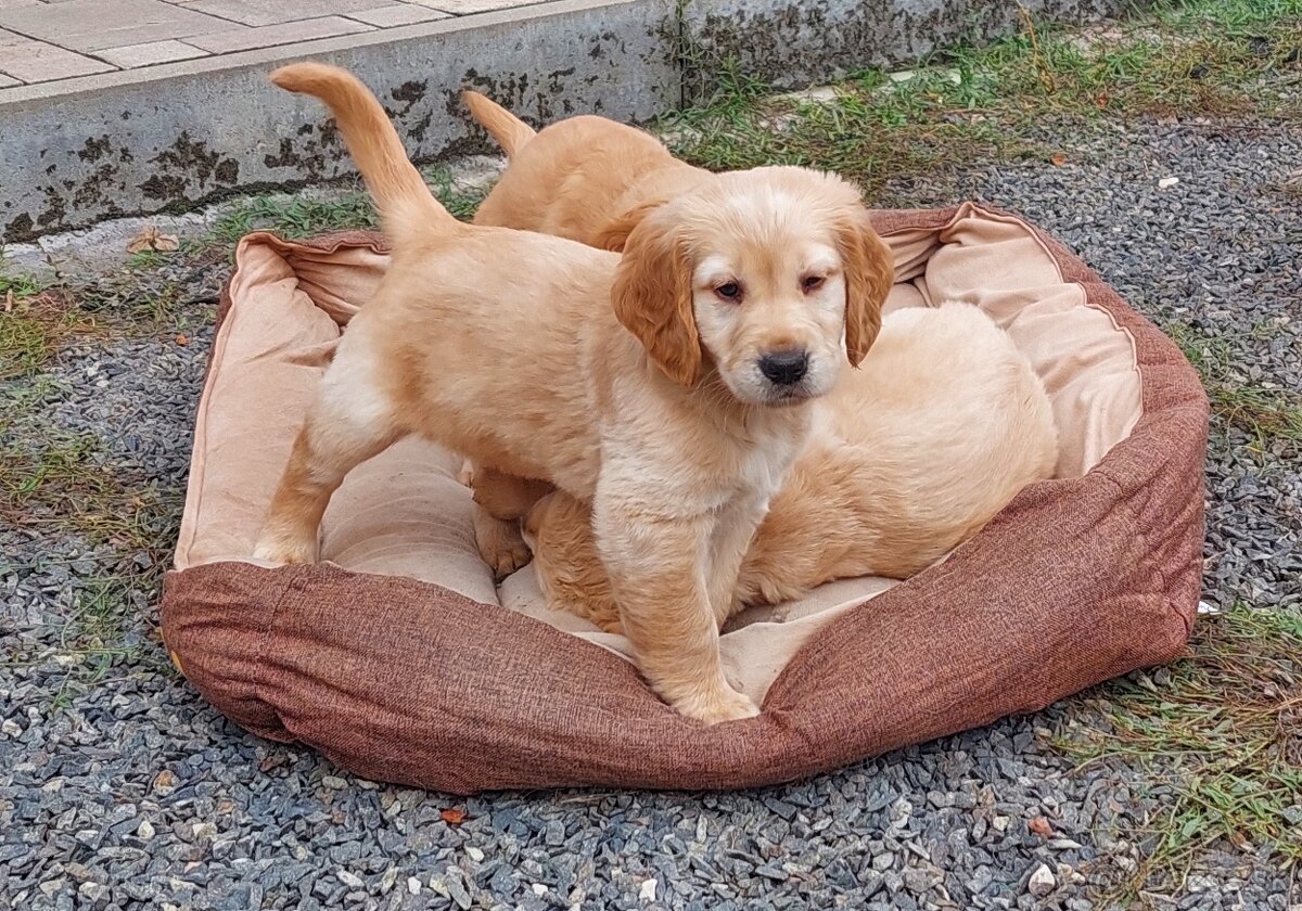 Šteniatka Golden/Zlatý retriever