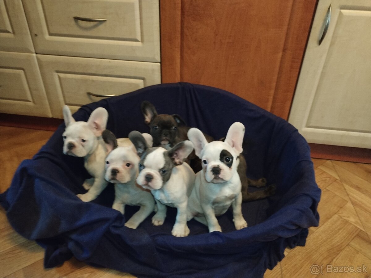 Francúzsky buldoček