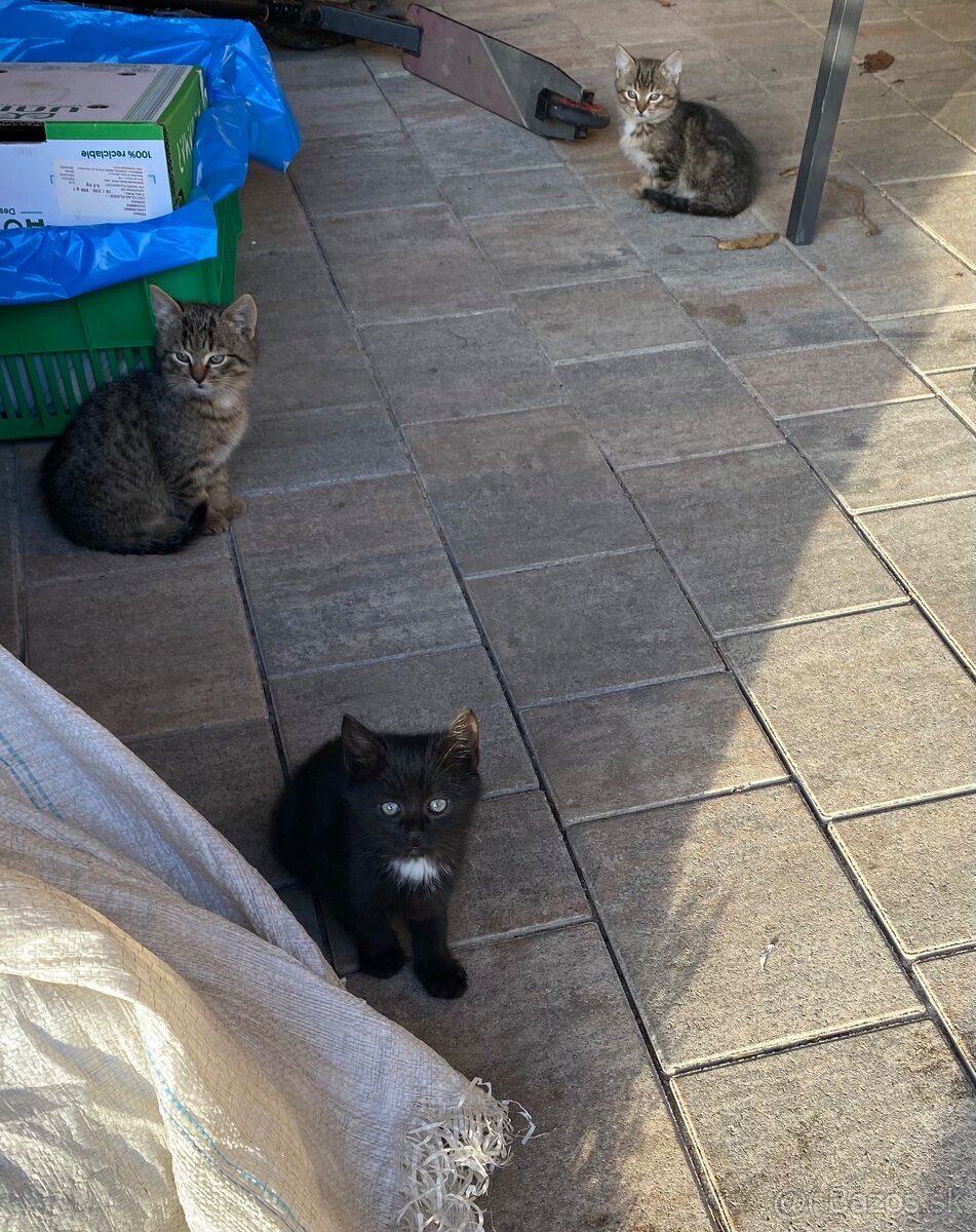 Darujem mačiatka -4 ks