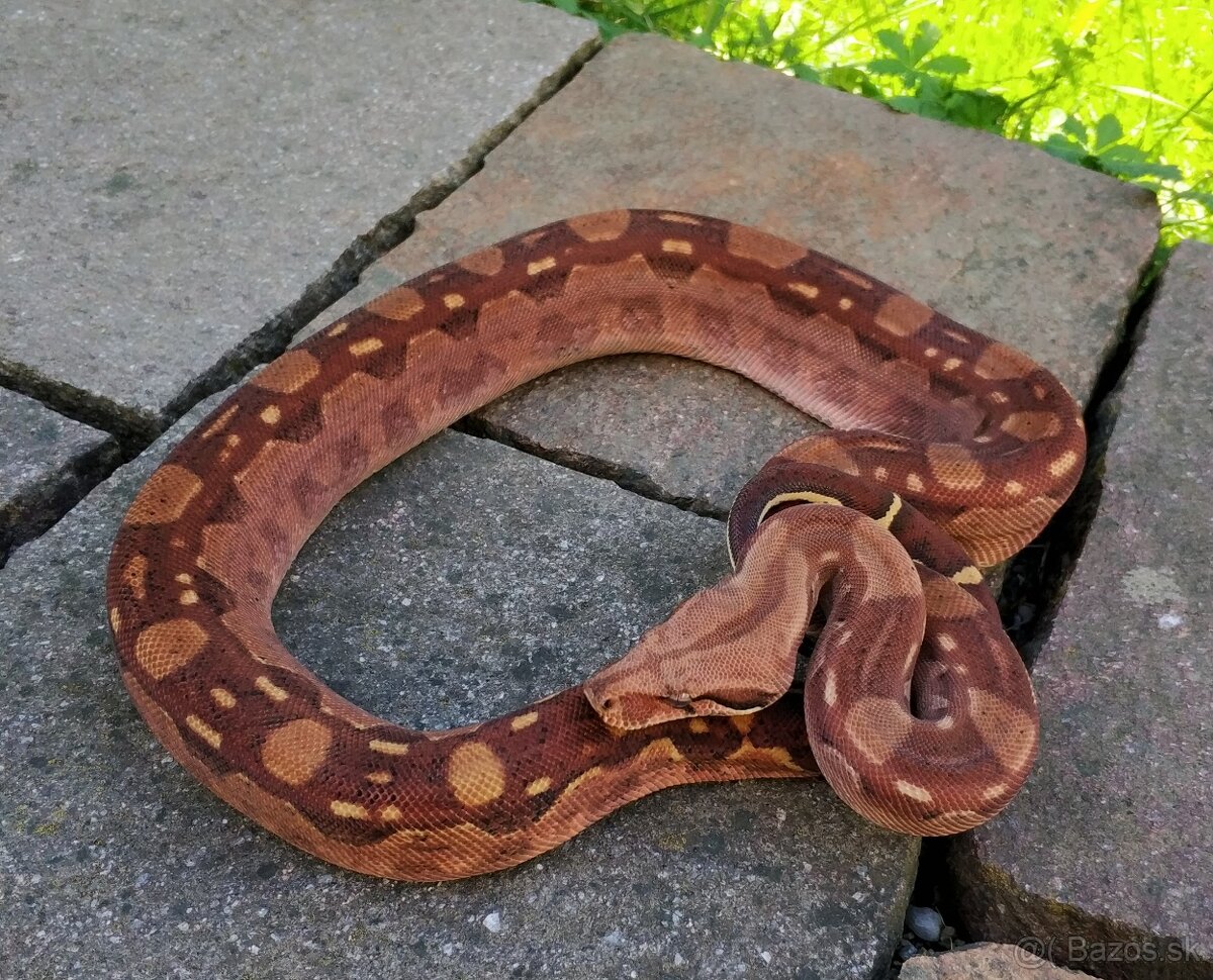 Boa imperator - Hypo Aztec Red Pastel het Sharp Albino