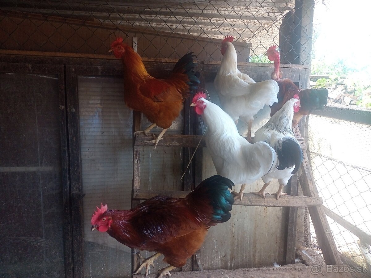 Tohtoročné kohúty