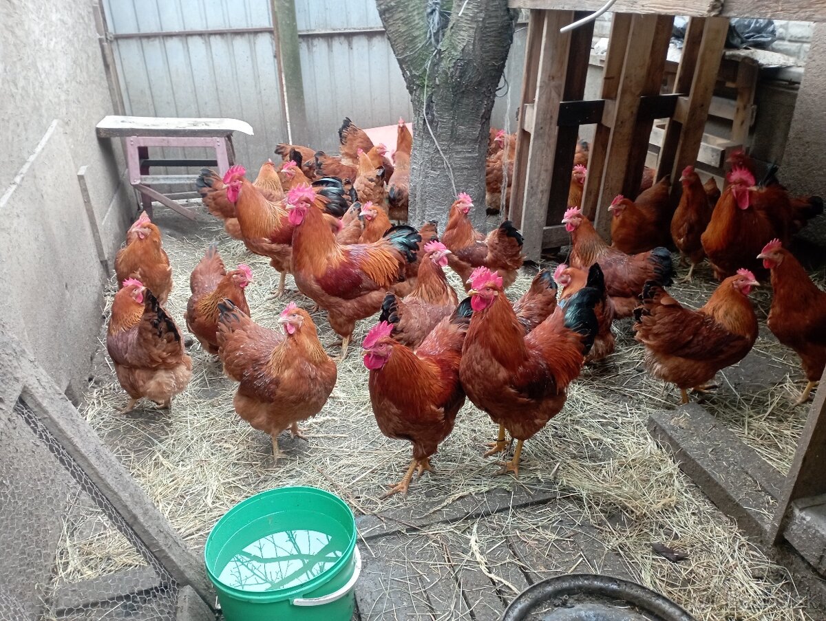 Násadové vajcia Hempšírky