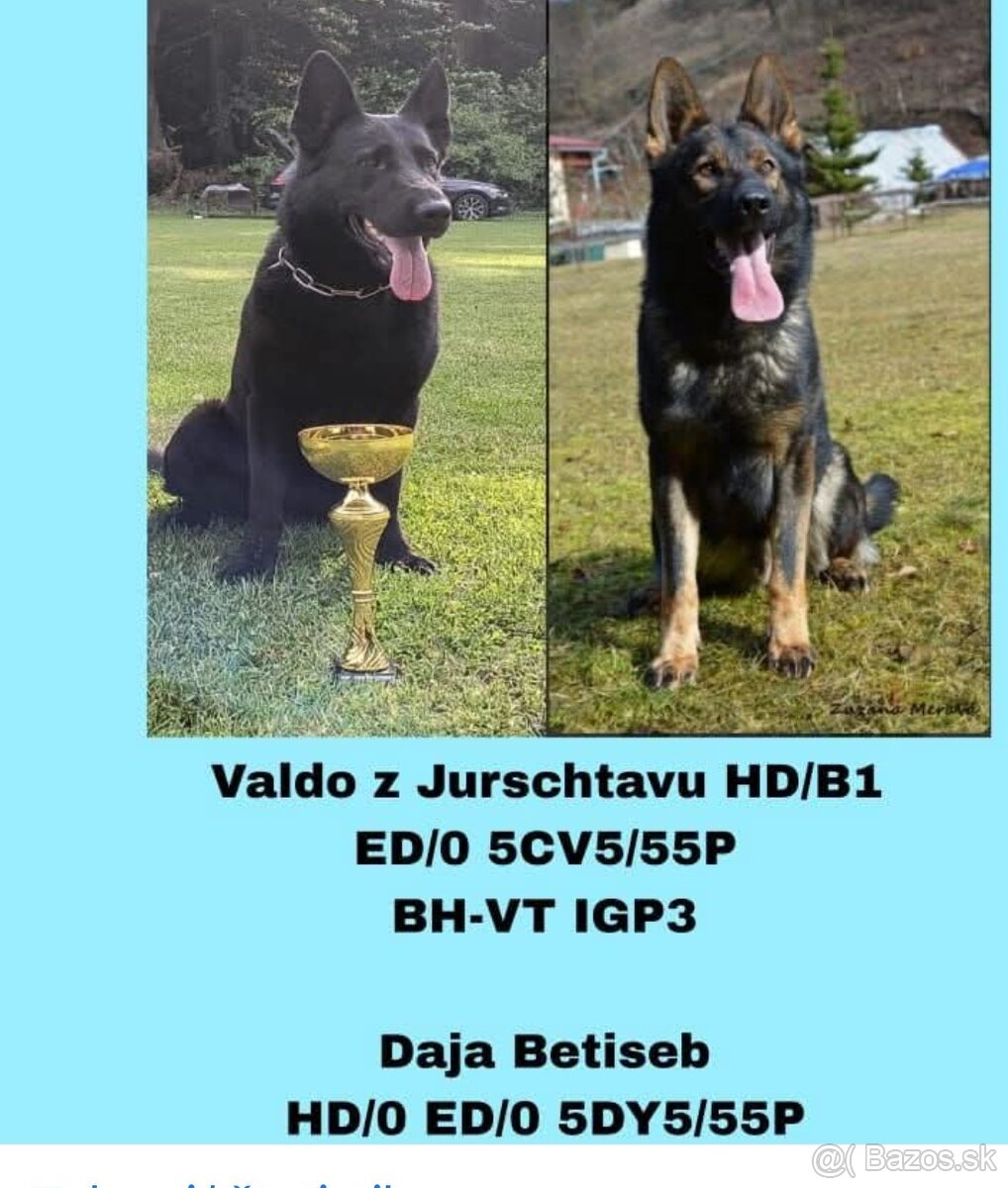 Nemecký ovčiak šteniatka