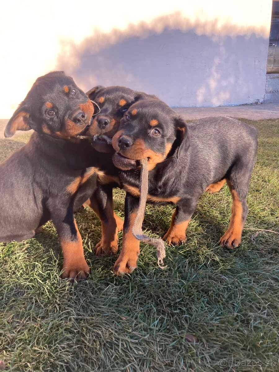 Rotvajler, Rtw, Rottweiler