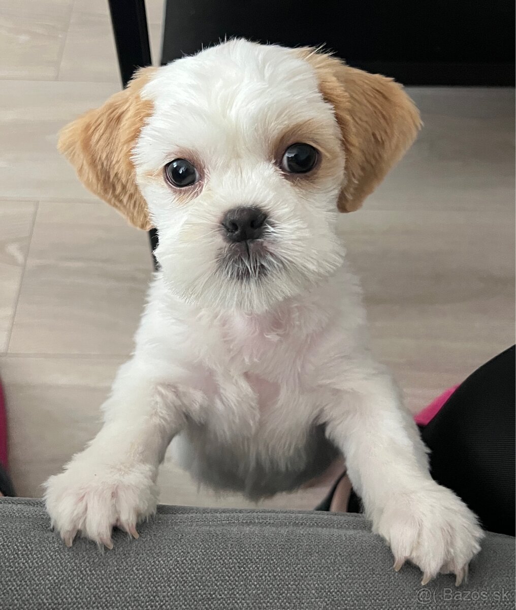 Predáme čistokrvné šteniatko Shih Tzu