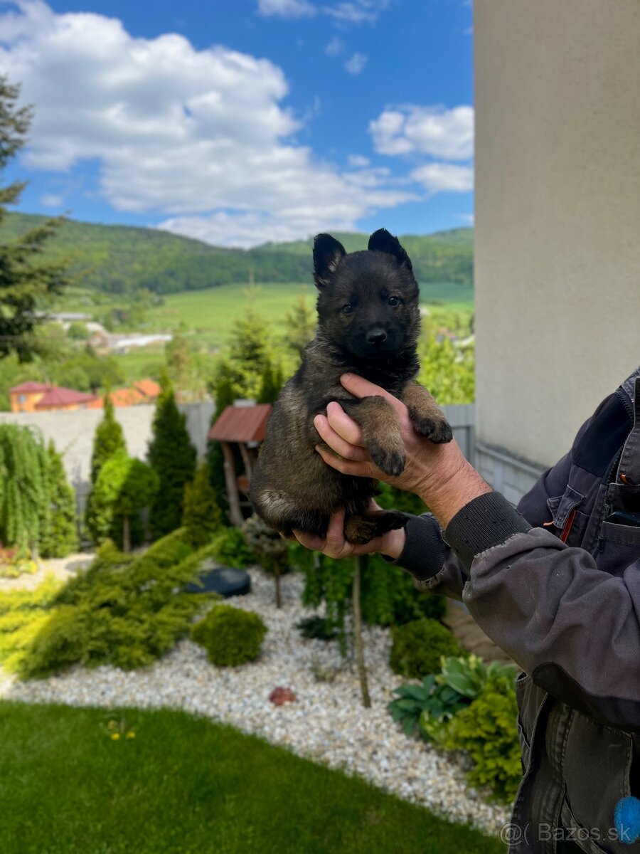 Nemecký ovčiak