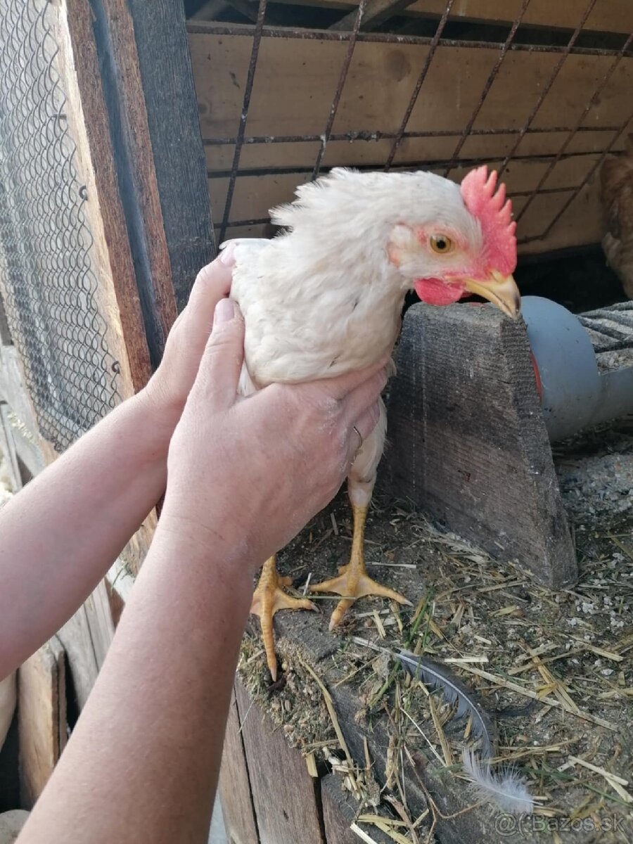 Kohutikovia kohuti