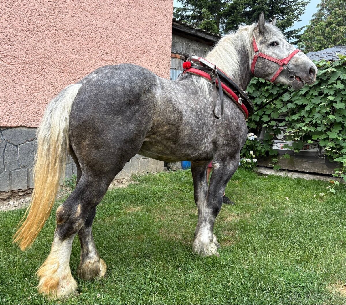 Tažny žrebec 3r.