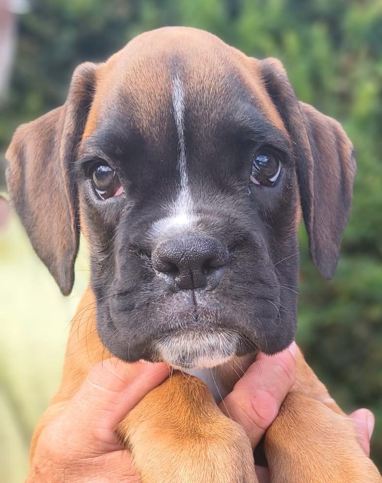 Nemecky boxer