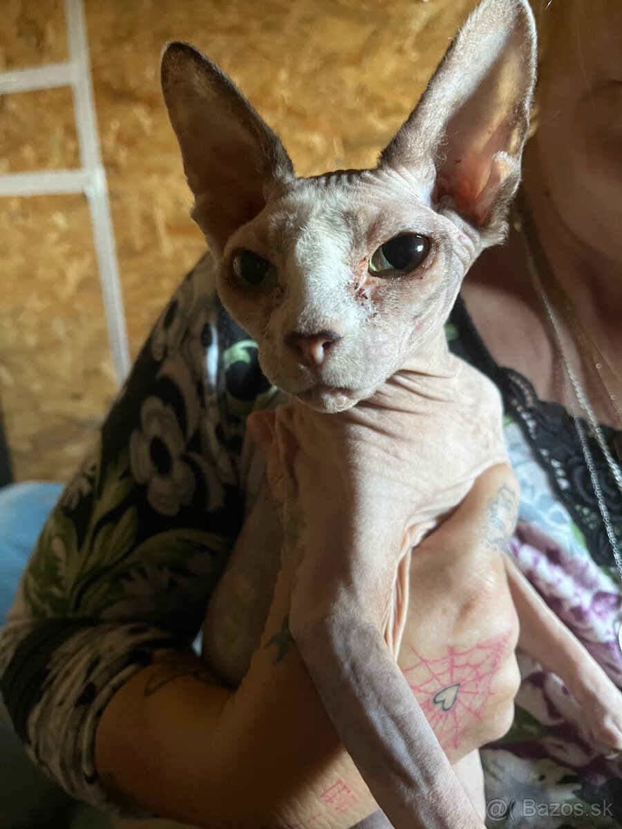 Sphynx Holčička a chlapeček
