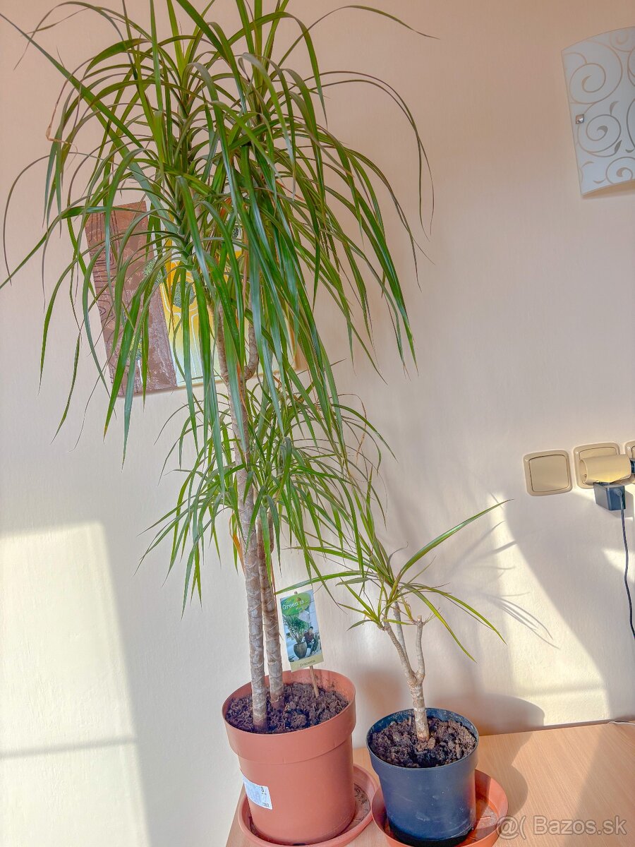 Predám kvet Dracaena – 1× veľká 120 cm + 2× menšie 50 cm
