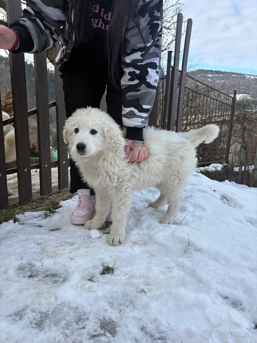 Slovenský čuvač šteniatko