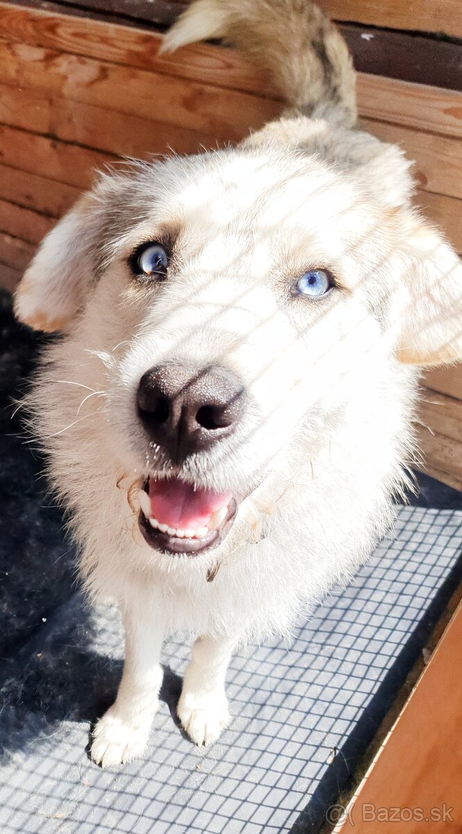darujem psa krizenec husky a zmes