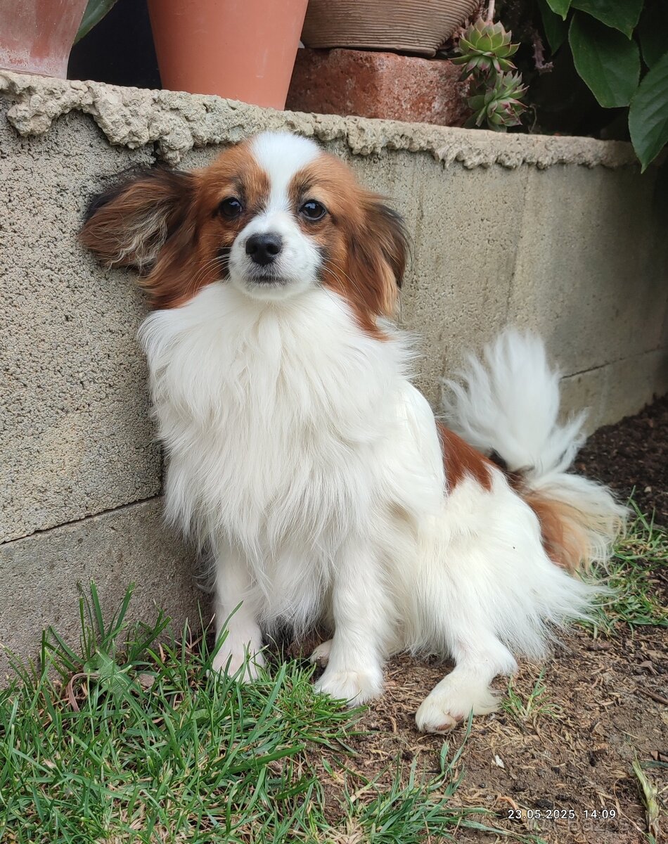 Papillon s PP