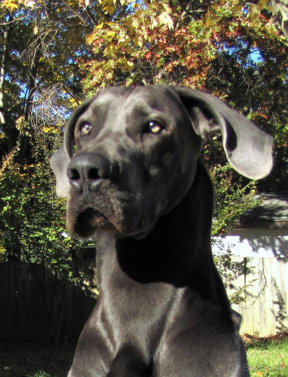 Nemecka doga