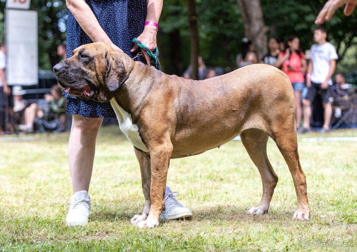 Brazílska fila