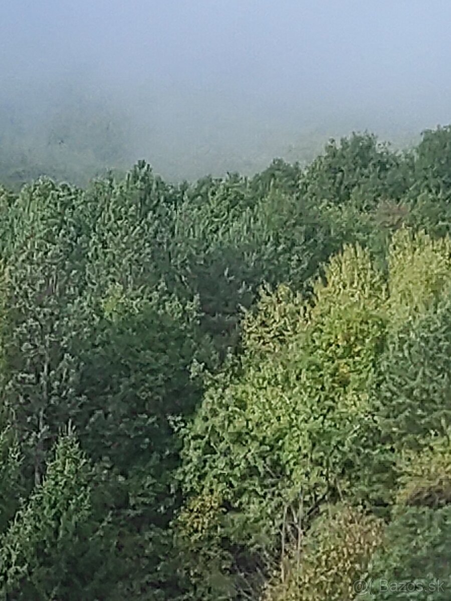 Predám lesný pozemok