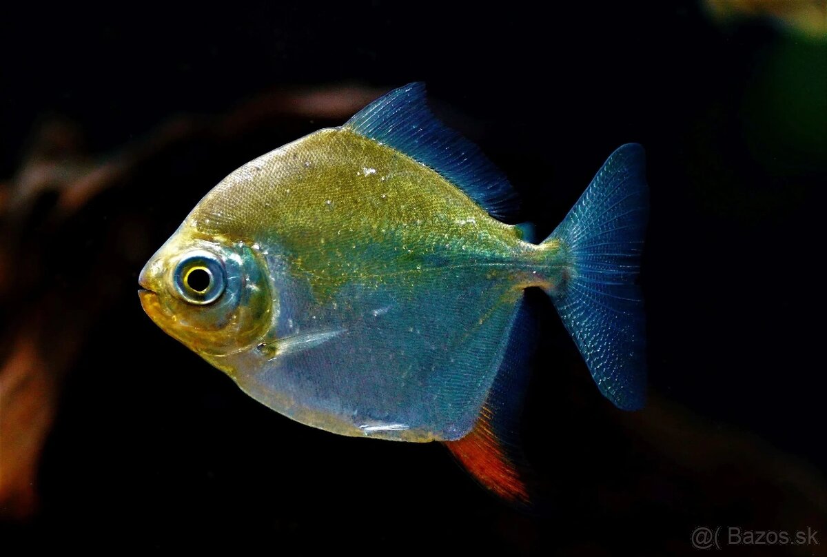 Myloplus rubripinnis