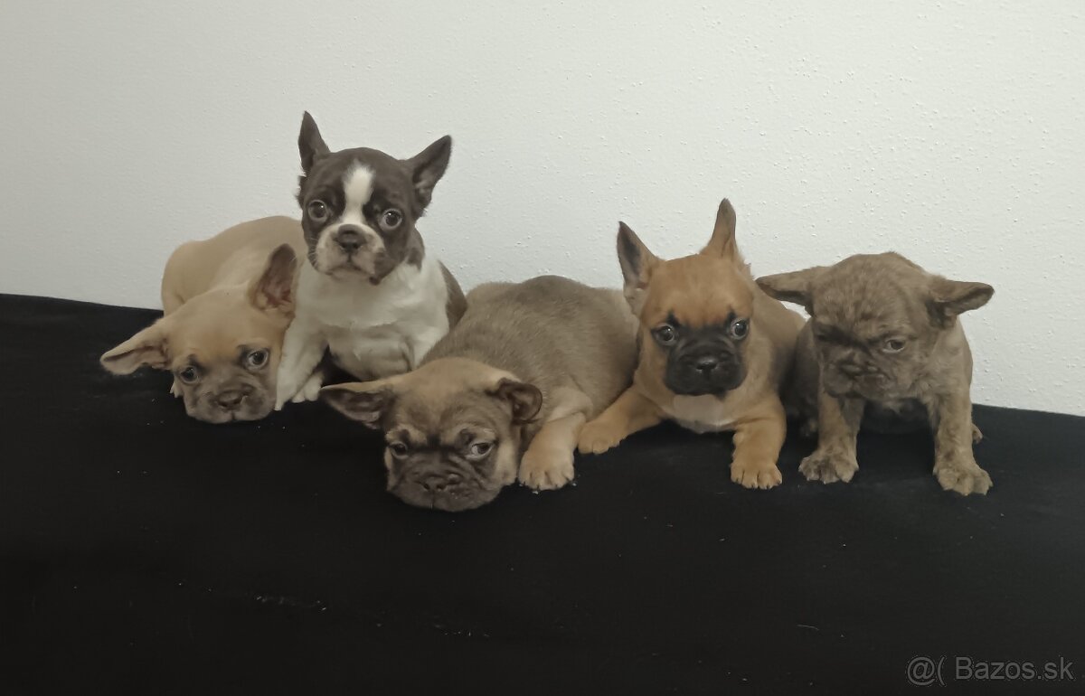 Francúzsky buldoček