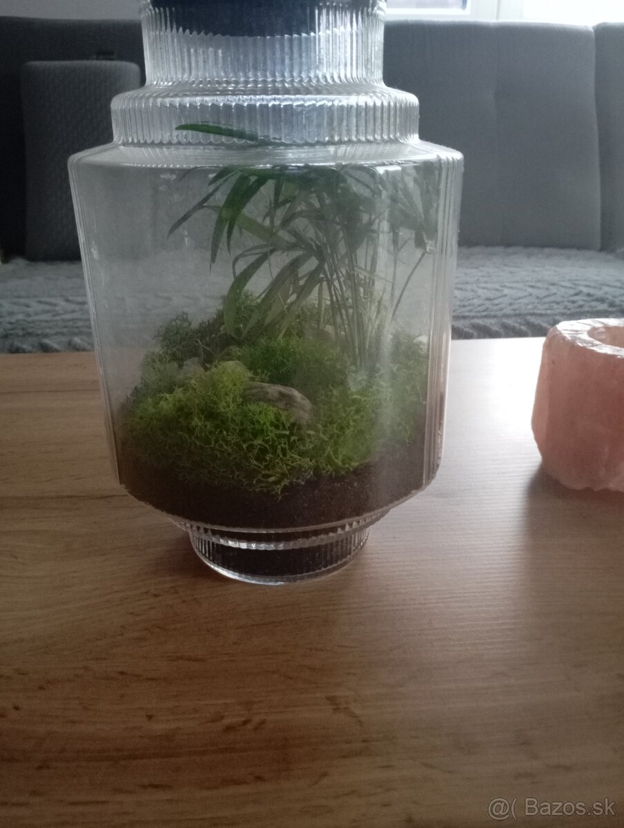 Rastlinné terarium