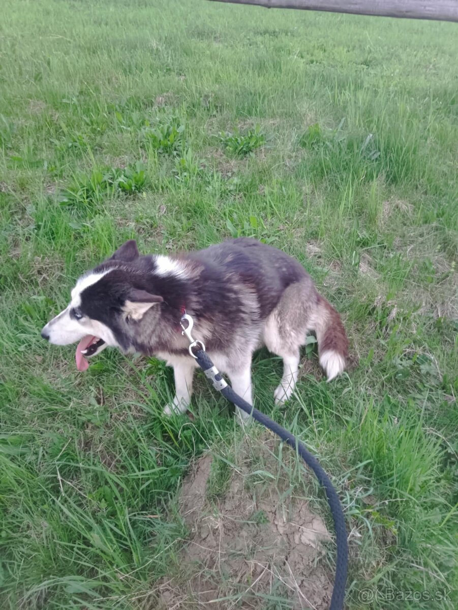 Sibírsky husky fenka ( neni cistokrvna )