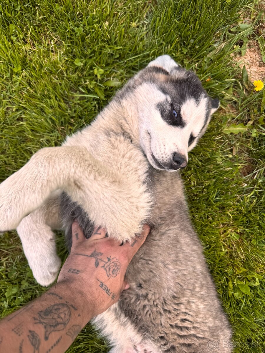 Sibírsky Husky