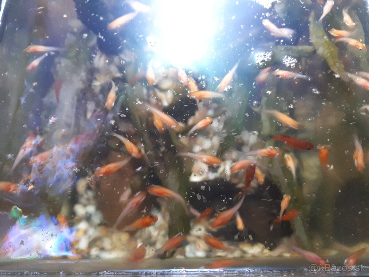 Živorodka ostropyská 'Gold molly'