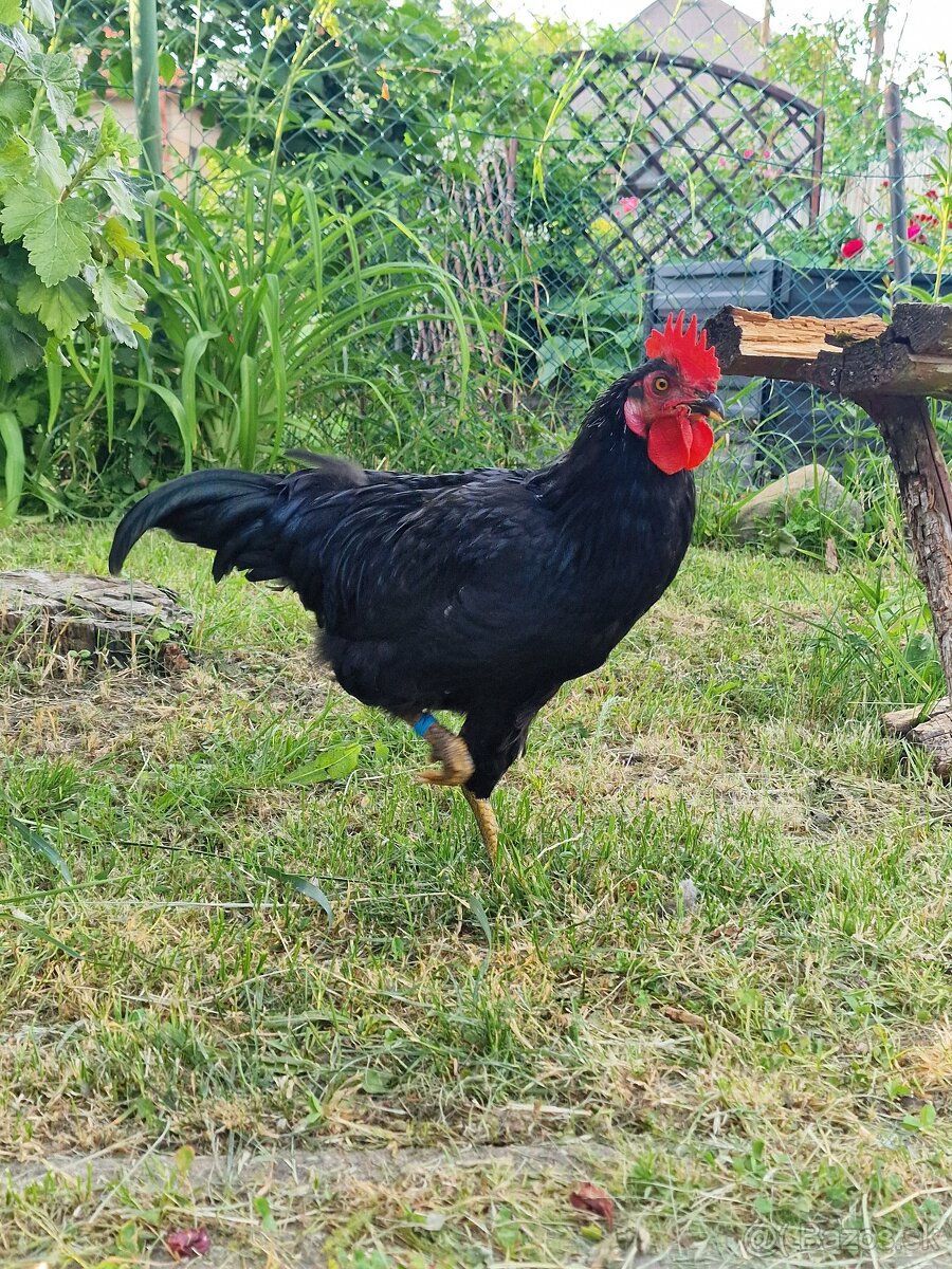 Kohut Dominant Tricolor