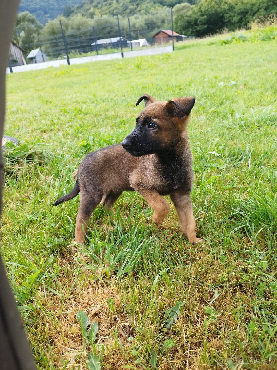 Steniatka nemecký ovčiak