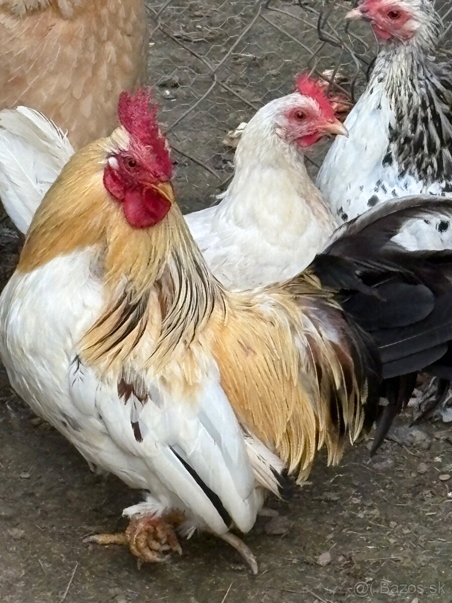 Predá kohutou